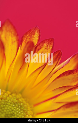 Chrysantheme "Roma", Chrysantheme Stockfoto