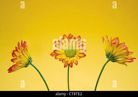 Chrysantheme "Roma", Chrysantheme Stockfoto