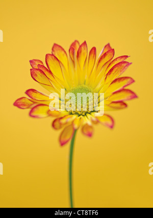 Chrysantheme "Roma", Chrysantheme Stockfoto