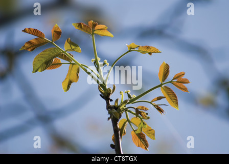 Juglans Regia, Walnuss Stockfoto