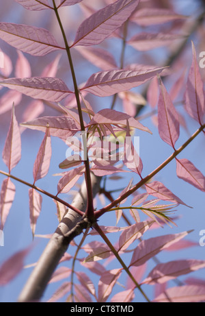 Toona Sinensis 'Flamingo', chinesischen toon Stockfoto