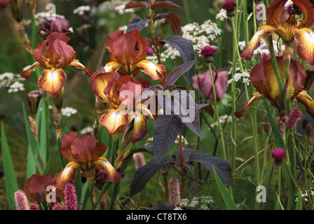 Iris 'Kent Pride', Iris Stockfoto