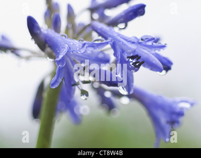 Agapanthus Stockfoto