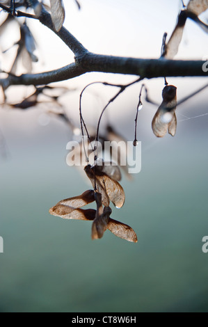 Acer Campestre, Feldahorn Stockfoto