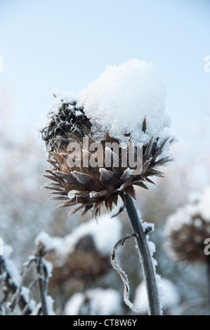 Cynara Cardunculus, Karde Stockfoto