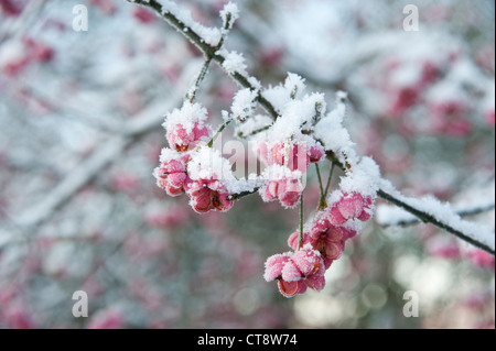 Spindel-Baum, Euonymus Europaeus, rosa Blütenstand auf einem Ast mit einer leichten Beschichtung des Schnees. Stockfoto