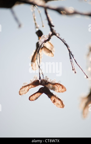 Acer Campestre, Feldahorn Stockfoto