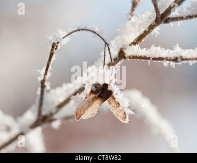 Acer Campestre, Feldahorn Stockfoto