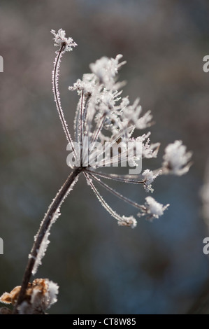 Foeniculum Vulgare 'Purpureum', Fenchel, Bronze-Fenchel Stockfoto