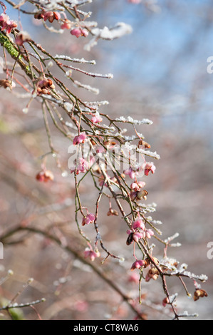 Euonymus Europaeus, Spindel Baum Stockfoto