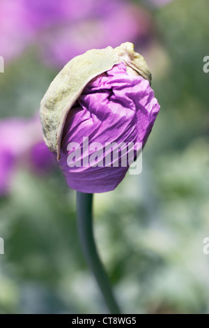 Mohn, Schlafmohn Papaver Somniferum, Stockfoto