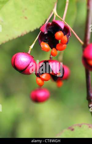 Euonymus Europaeus, Spindel Baum Stockfoto