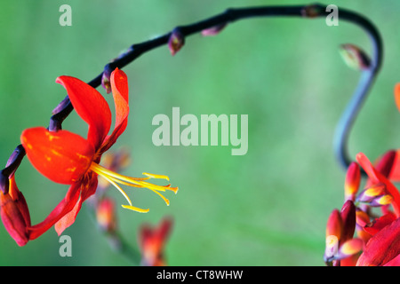 Crocosmia Stockfoto