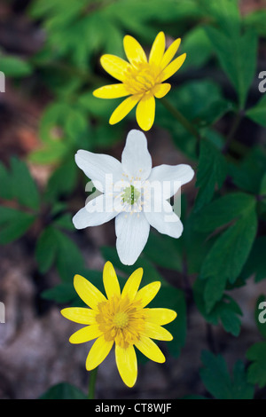 Ranunculus Ficaria, kleinen Schöllkraut Stockfoto