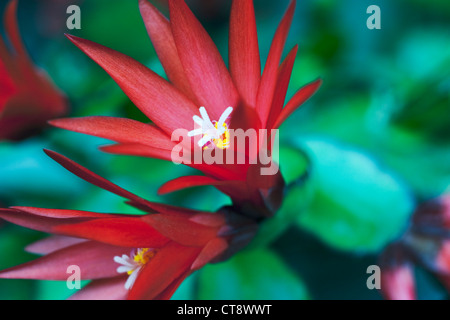 Rhipsalidopsis Gaertneri, Kaktus, Ostern Kaktus Stockfoto