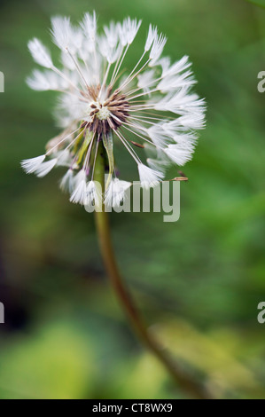 Taraxacum Officinale, Löwenzahn Uhr Stockfoto