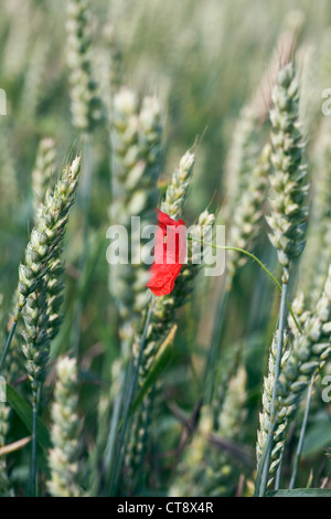 Triticum, Weizen Stockfoto