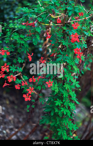 Tropaeolum Speciosum, Flamme Kapuzinerkresse Stockfoto