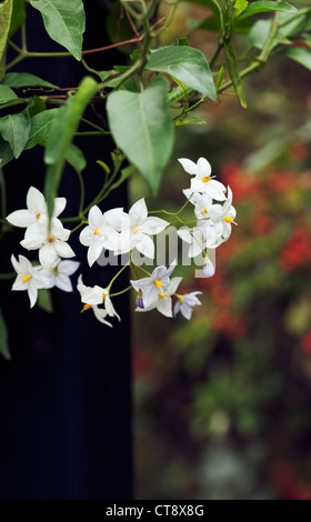 Solanum Laxum "Creche Ar Pape", Kartoffel-Rebe Stockfoto