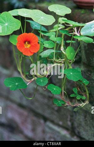 Tropaeolum Majus, Kapuzinerkresse Stockfoto