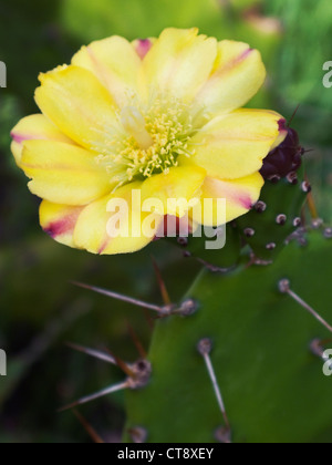 Opuntia Cochenilifera, Feigenkaktus Stockfoto