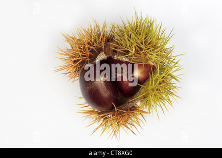 Castanea Sativa, Kastanie, Edelkastanie Stockfoto