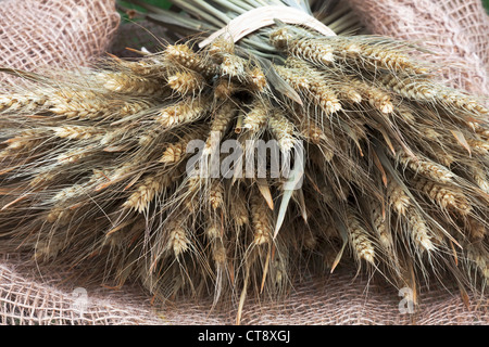 Hordeum Vulgare, Gerste Stockfoto