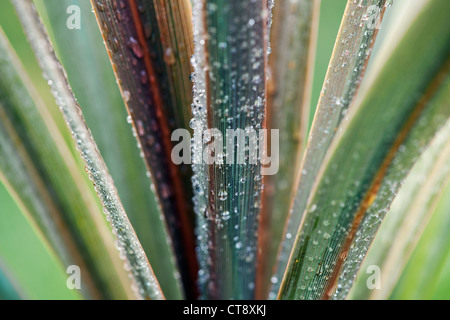 Cordyline Australis "Sundance" Cordyline, Nahaufnahme der Blätter mit Frost. Stockfoto