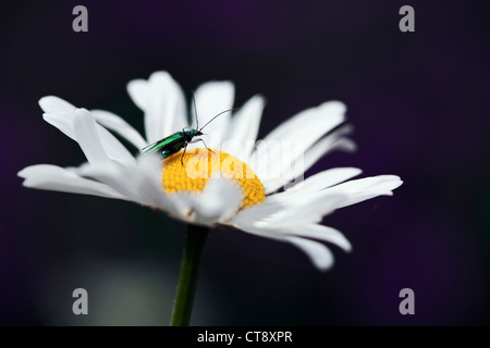 Leucanthemum Vulgare, Daisy, Ochsen-Auge daisy Stockfoto