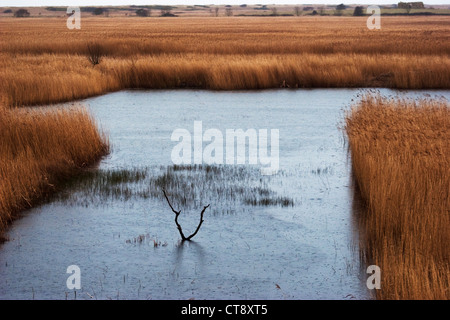 Phragmites Australis, Schilf, Segge Stockfoto