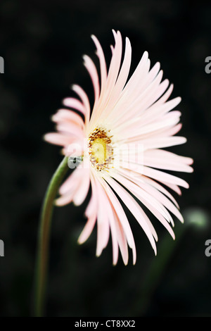 Gerbera Stockfoto