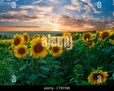 Sommer Beauty-Landschaft mit farbenprächtigen Sonnenuntergang über Sonnenblumen Feld Stockfoto