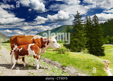 Berglandschaft mit Kühen und Wald Stockfoto