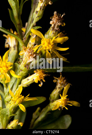 Kreuzkraut Blüten schließen vor schwarzem Hintergrund Stockfoto