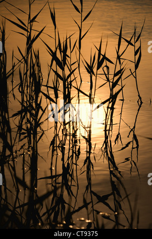 Phragmites Australis, Schilf, Segge Stockfoto