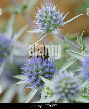 Eryngium, Meer holly Stockfoto