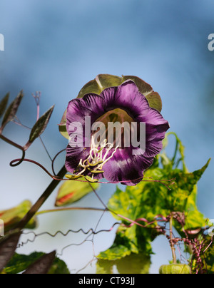 Cobaea Scandens, Tasse und Untertasse Stockfoto