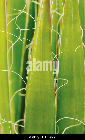 Agave Filifera, Agave Stockfoto