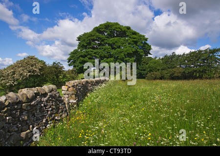 traditionelle Blumenwiese am Bellerby, Wensleydale. Yorkshire Dales. Diese Wiese ist auf dem Land im Besitz des Verteidigungsministeriums. Stockfoto