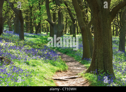 Hyacinthoides non-Scripta, Bluebell Holz Stockfoto