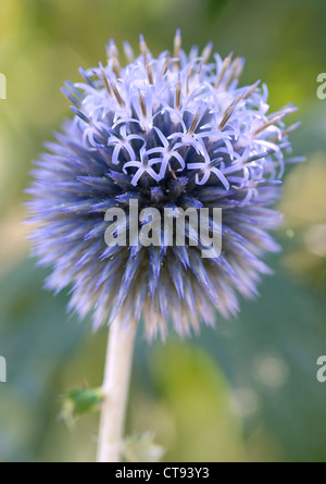 Echinops Bannaticus "Taplow blue" Globe Thistle. Blaue Blume. Stockfoto