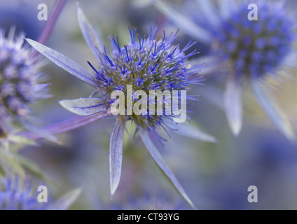 Eryngium Tripartitum, Meer holly Stockfoto