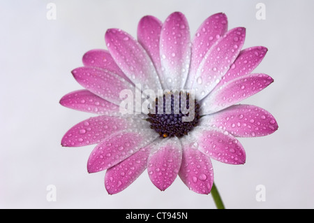 Osteospermum, Cape daisy Stockfoto