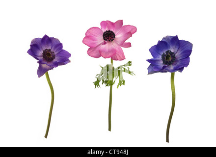 Anemone X hybrida, Anemone Stockfoto