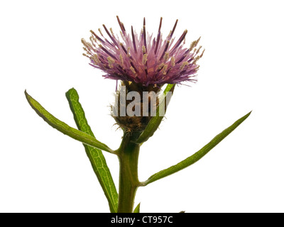 Gemeinsamen Flockenblume Centaurea Nigra (Asteraceae) Blütenstand vor einem weißen Hintergrund Stockfoto