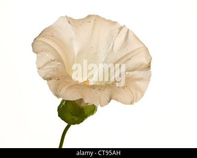 Großen Ackerwinde Calystegia Silvatica (Convolvulaceae) Blütenstand vor weißem Hintergrund Stockfoto