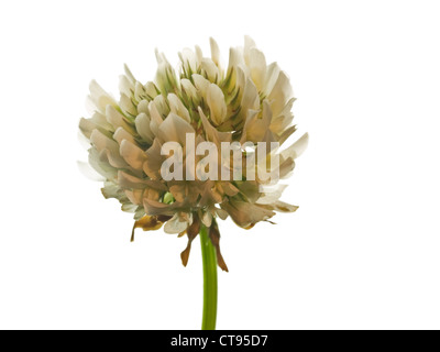 Weißklee Trifolium Repens (Fabaceae) Blütenstand auf weißem Hintergrund Stockfoto