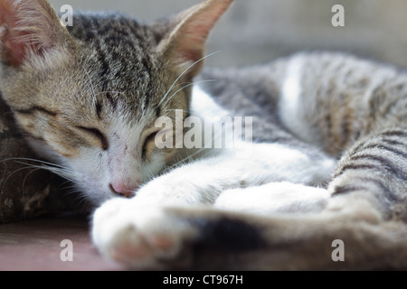 Entzückende junge Katze während des Schlafes. Stockfoto