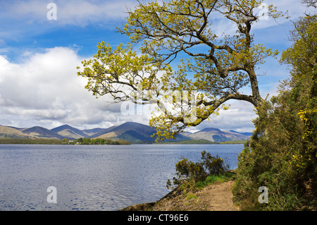 Blick vom Balmaha Ost Ufer von Loch Lomond, Schottland, Großbritannien Stockfoto