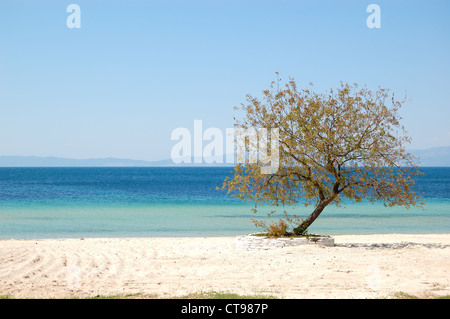 Baum an einem Strand des Luxushotels, Insel Thassos, Griechenland Stockfoto